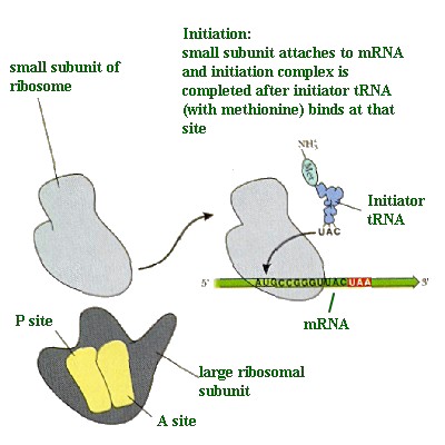 ribosome1.jpg (37988 bytes)