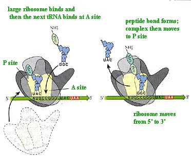 ribosome2.jpg (35070 bytes)